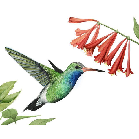 Hummingbird and Flower II Black Modern Wood Framed Art Print with Double Matting by Popp, Grace