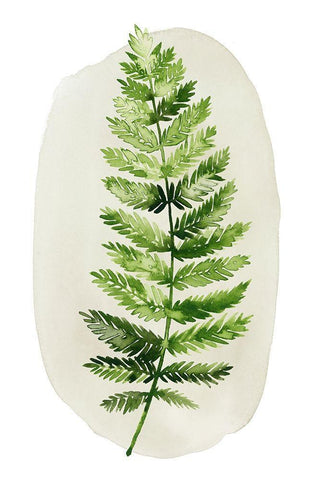 Spot Fern II White Modern Wood Framed Art Print with Double Matting by Popp, Grace