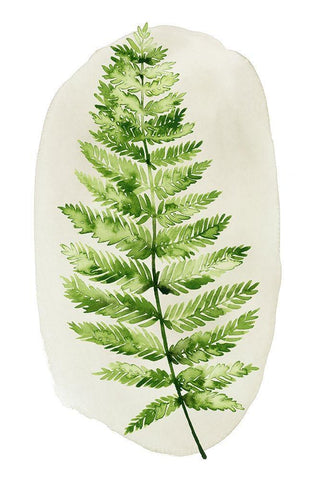 Spot Fern III White Modern Wood Framed Art Print with Double Matting by Popp, Grace