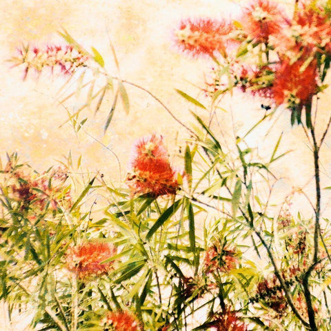 Bottle Brush I White Modern Wood Framed Art Print with Double Matting by Nall, Skip