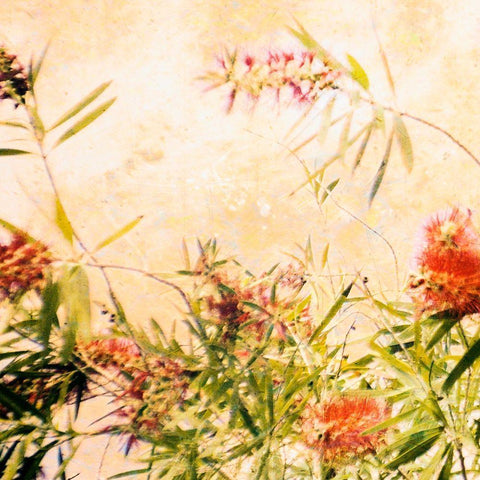 Bottle Brush III Black Ornate Wood Framed Art Print with Double Matting by Nall, Skip