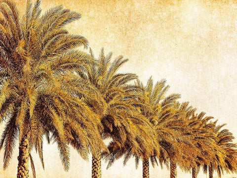 Palms on Brown I White Modern Wood Framed Art Print with Double Matting by Nall, Skip