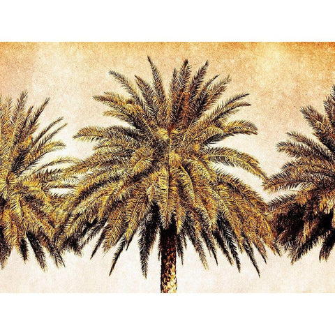 Palms on Brown III Black Modern Wood Framed Art Print with Double Matting by Nall, Skip