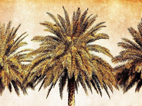 Palms on Brown III Black Ornate Wood Framed Art Print with Double Matting by Nall, Skip