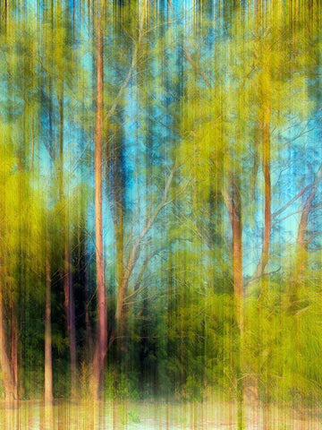 Tree Blur II White Modern Wood Framed Art Print with Double Matting by Nall, Skip