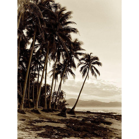 Island Palms I White Modern Wood Framed Art Print by Nall, Skip