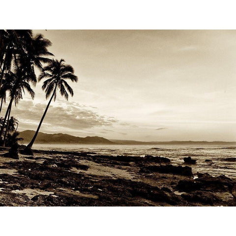 Island Palms II White Modern Wood Framed Art Print by Nall, Skip