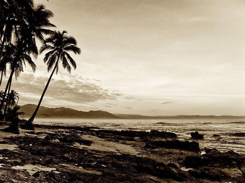 Island Palms II Black Ornate Wood Framed Art Print with Double Matting by Nall, Skip