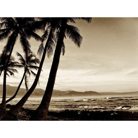 Island Palms III White Modern Wood Framed Art Print by Nall, Skip