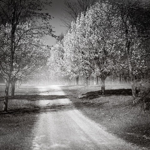 Southern Swing I Black Ornate Wood Framed Art Print with Double Matting by Nall, Skip