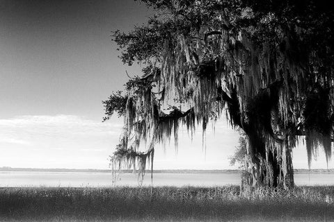 Southern Swing III White Modern Wood Framed Art Print with Double Matting by Nall, Skip