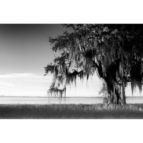 Southern Swing III Gold Ornate Wood Framed Art Print with Double Matting by Nall, Skip