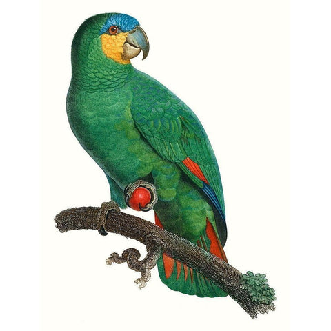 Parrot of the Tropics I Gold Ornate Wood Framed Art Print with Double Matting by Barraband