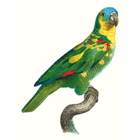 Parrot of the Tropics II Gold Ornate Wood Framed Art Print with Double Matting by Barraband