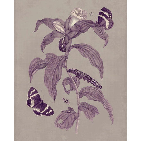 Nature Study in Plum and Taupe I Black Modern Wood Framed Art Print with Double Matting by Merian, Maria S.