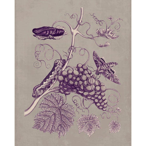 Nature Study in Plum and Taupe III Black Modern Wood Framed Art Print with Double Matting by Merian, Maria S.