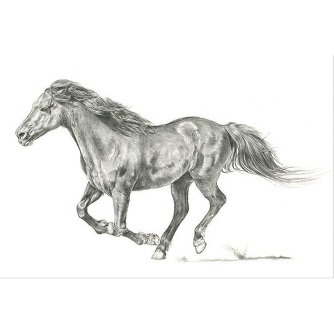 Wild Horse Portrait I Black Modern Wood Framed Art Print with Double Matting by Parker, Jennifer Paxton