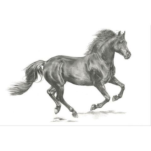 Wild Horse Portrait II Black Modern Wood Framed Art Print by Parker, Jennifer Paxton