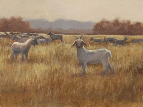 Grazing Goats I White Modern Wood Framed Art Print with Double Matting by Harper, Ethan