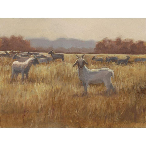 Grazing Goats I White Modern Wood Framed Art Print by Harper, Ethan