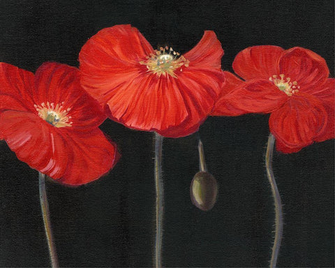 Poppy Trio I White Modern Wood Framed Art Print with Double Matting by Iafrate, Sandra