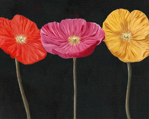 Poppy Trio II White Modern Wood Framed Art Print with Double Matting by Iafrate, Sandra
