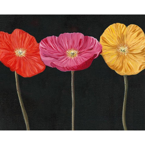 Poppy Trio II White Modern Wood Framed Art Print by Iafrate, Sandra