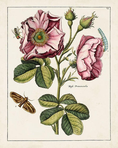 Pink Rose Black Ornate Wood Framed Art Print with Double Matting by Unknown