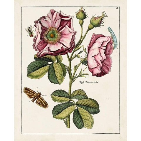 Pink Rose White Modern Wood Framed Art Print by Unknown