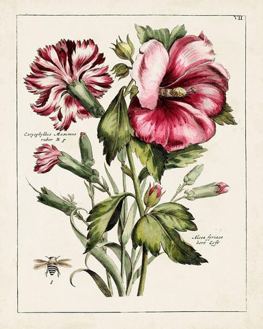 Pink Hibiscus Black Ornate Wood Framed Art Print with Double Matting by Unknown
