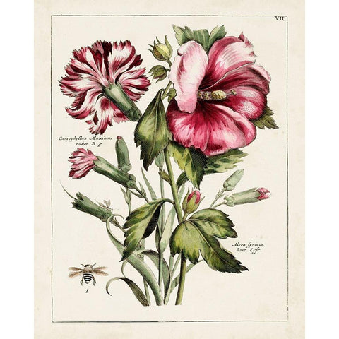 Pink Hibiscus Gold Ornate Wood Framed Art Print with Double Matting by Unknown