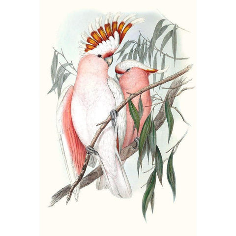 Pastel Parrots I White Modern Wood Framed Art Print by Gould, John