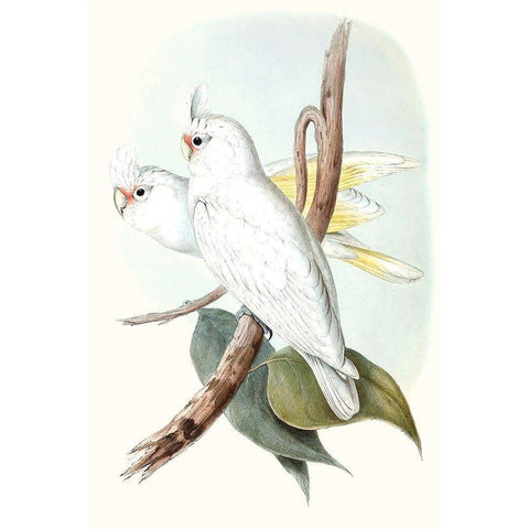 Pastel Parrots II White Modern Wood Framed Art Print by Gould, John