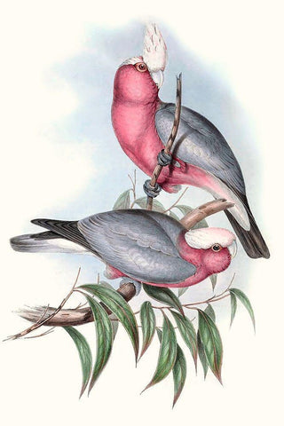 Pastel Parrots III Black Ornate Wood Framed Art Print with Double Matting by Gould, John