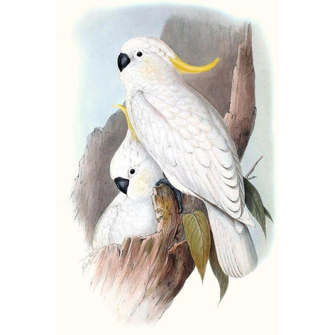 Pastel Parrots V Gold Ornate Wood Framed Art Print with Double Matting by Gould, John