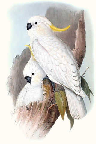 Pastel Parrots V White Modern Wood Framed Art Print with Double Matting by Gould, John