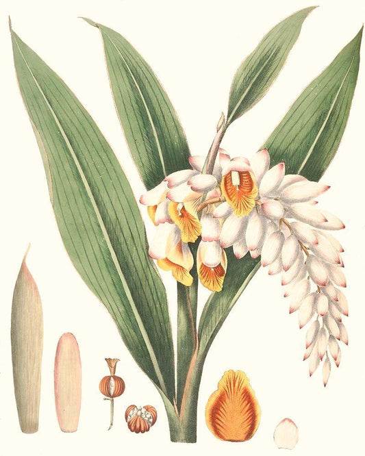 Image Only