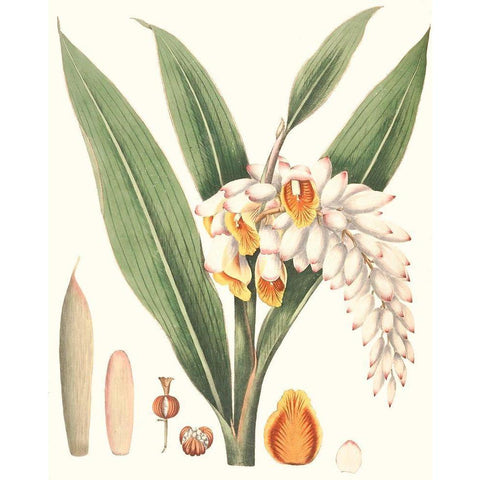 Soft Tropical I Black Modern Wood Framed Art Print by Smith, George