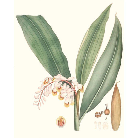 Soft Tropical II White Modern Wood Framed Art Print by Smith, George