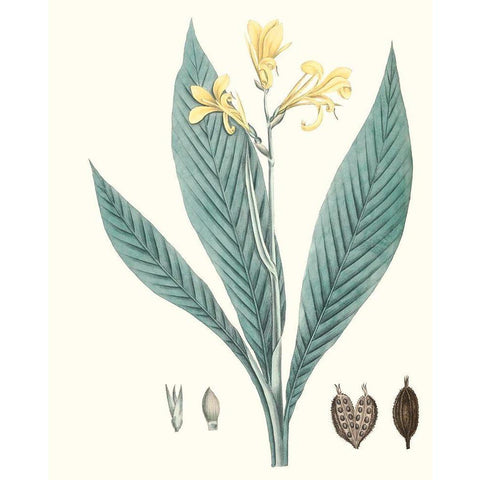 Soft Tropical IV Black Modern Wood Framed Art Print with Double Matting by Smith, George