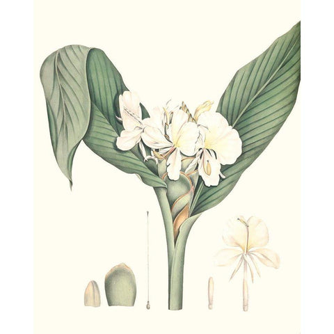 Soft Tropical V Black Modern Wood Framed Art Print with Double Matting by Smith, George