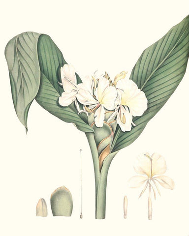 Soft Tropical V Black Ornate Wood Framed Art Print with Double Matting by Smith, George
