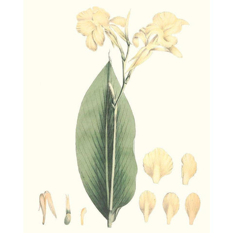 Soft Tropical VII Black Modern Wood Framed Art Print by Smith, George