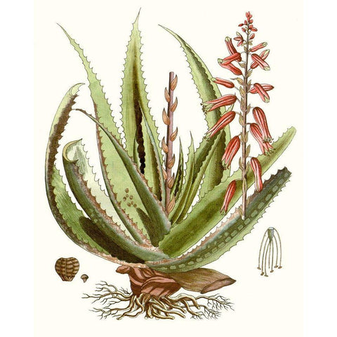 Antique Aloe I White Modern Wood Framed Art Print by Unknown