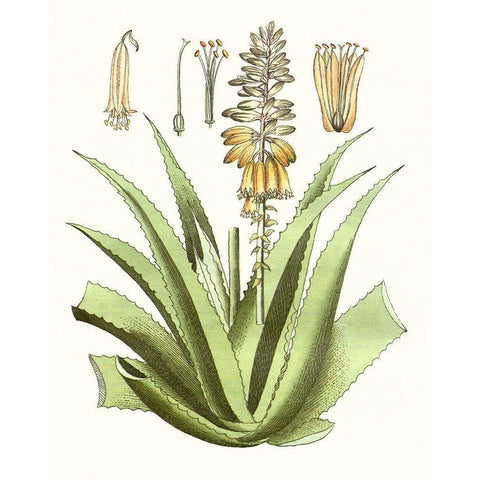 Antique Aloe II White Modern Wood Framed Art Print by Unknown