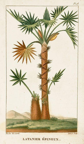 Turpin Exotic Palms I Black Ornate Wood Framed Art Print with Double Matting by Turpin