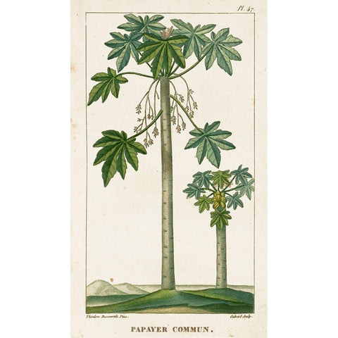 Turpin Exotic Palms II Gold Ornate Wood Framed Art Print with Double Matting by Turpin