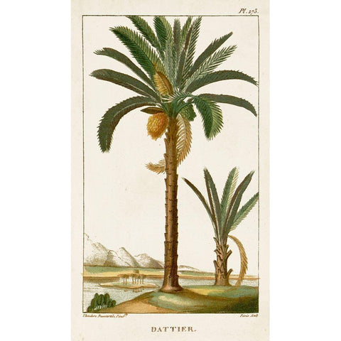 Turpin Exotic Palms IV Black Modern Wood Framed Art Print with Double Matting by Turpin