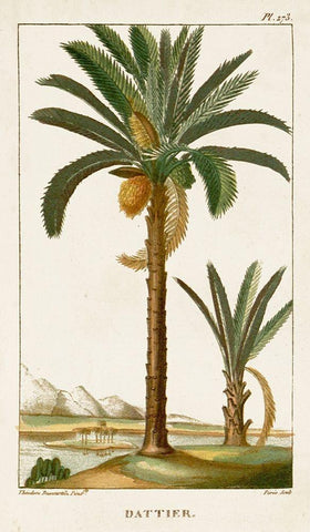 Turpin Exotic Palms IV White Modern Wood Framed Art Print with Double Matting by Turpin