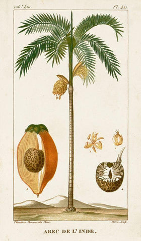 Turpin Exotic Palms V White Modern Wood Framed Art Print with Double Matting by Turpin